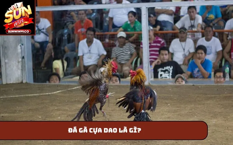 Đá gà cựa dao là gì?