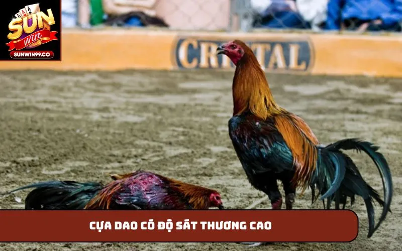 Cựa dao có độ sát thương cao