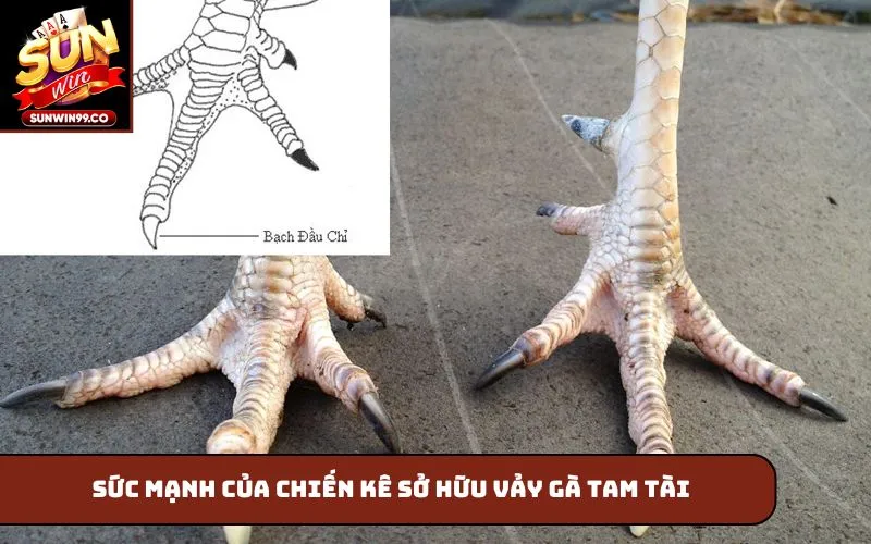Sức mạnh của chiến kê sở hữu vảy gà tam tài