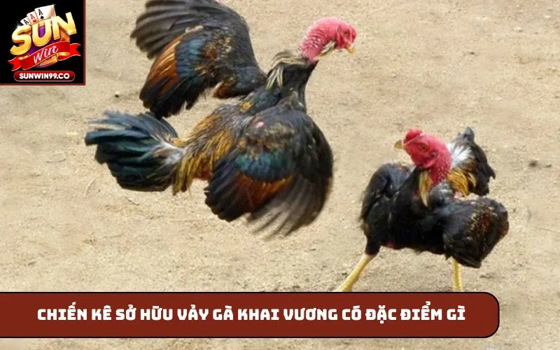 Chiến kê sở hữu vảy gà khai vương có đặc điểm gì