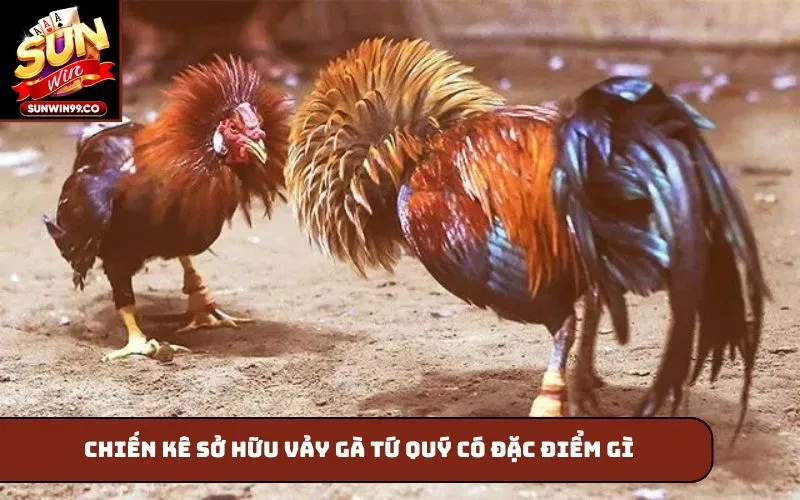 Chiến kê sở hữu vảy gà tứ quý có đặc điểm gì